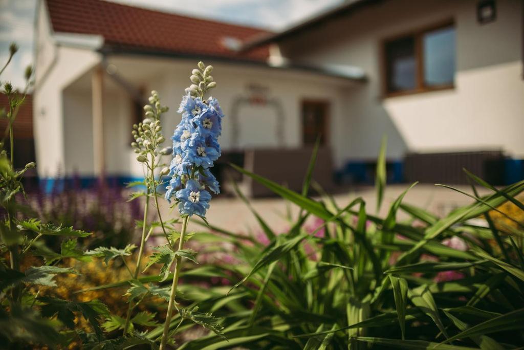 Apartman U Draba: Ubytovani Na Slovacku V Miloticich U Kyjova Milotice Екстер'єр фото